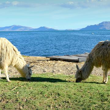 Alpacas on Lake Titicaca, Peru