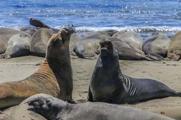 Elephant Seal Beach