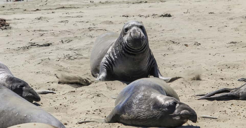 Elephant Seal Beach