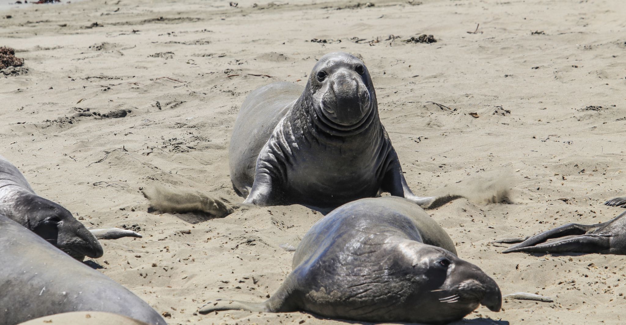 Elephant Seal Beach, USA