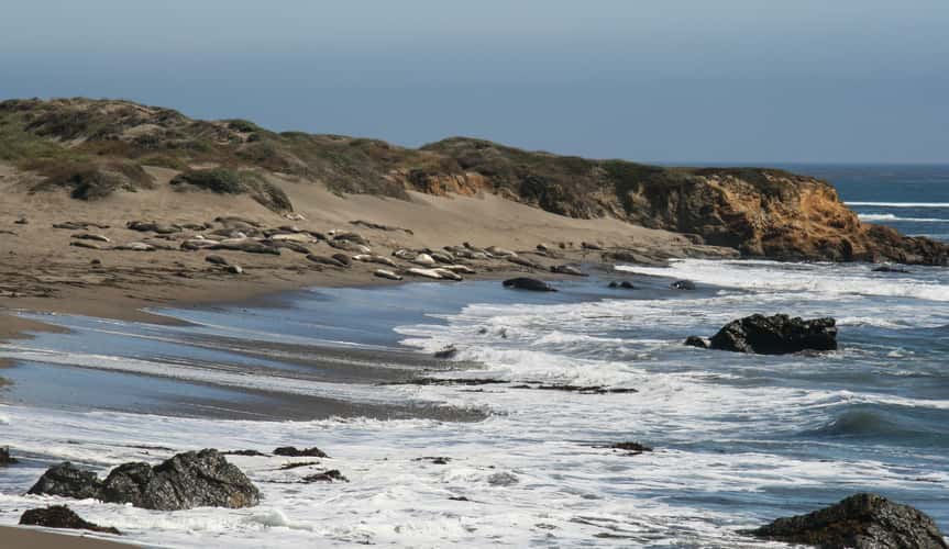 Elephant Seal Beach