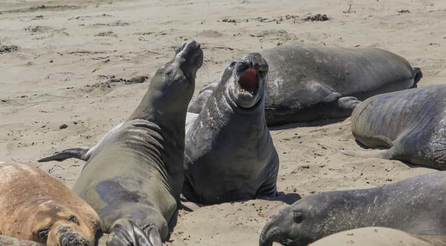Elephant Seal Beach