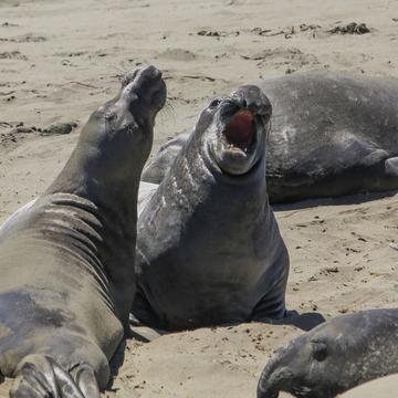Elephant Seal Beach, USA