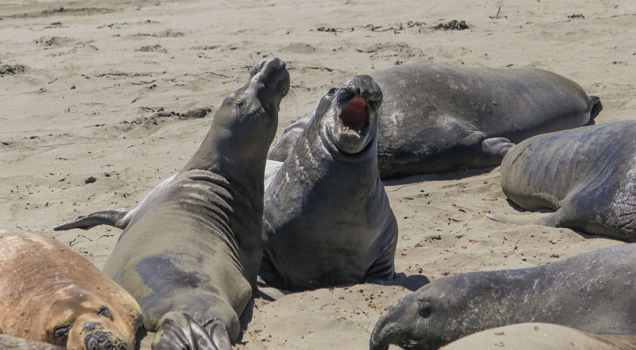 Elephant Seal Beach, USA