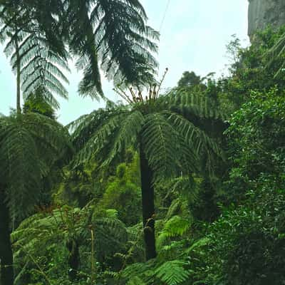 Forest in the 'Blue Mountains', Australia