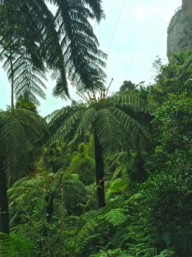 Forest in the 'Blue Mountains'