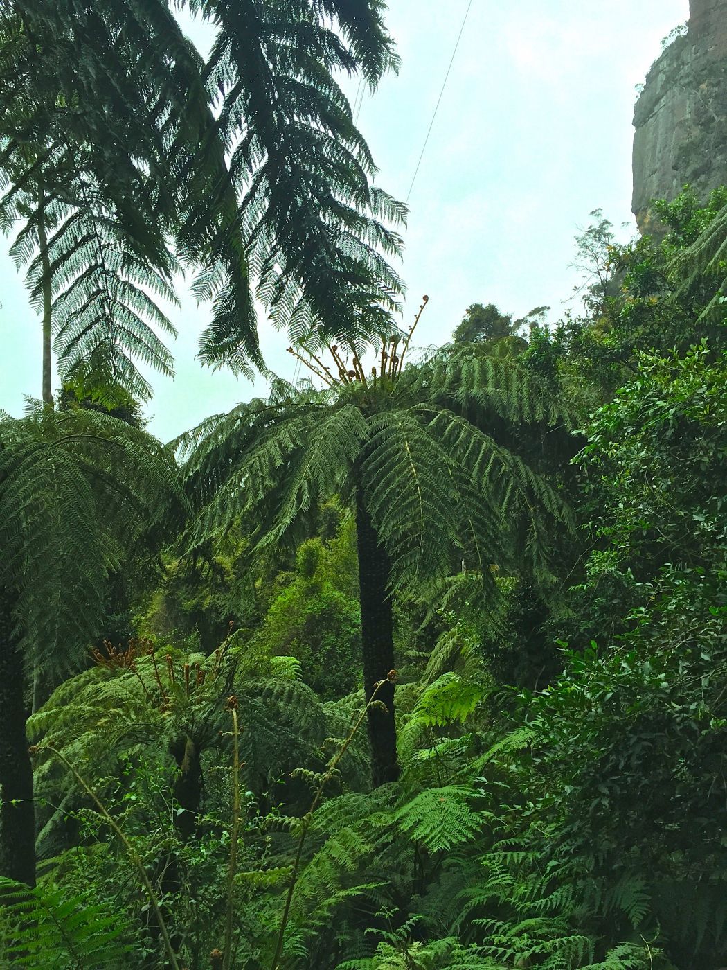 Forest in the 'Blue Mountains', Australia