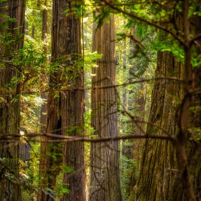 Humboldt Redwoods State Park, USA