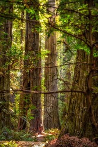 Humboldt Redwoods State Park
