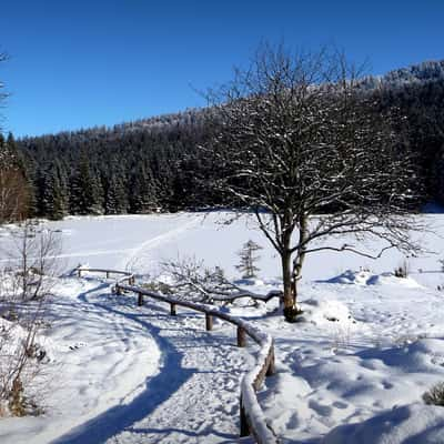 In the Bavarian Forest, Germany