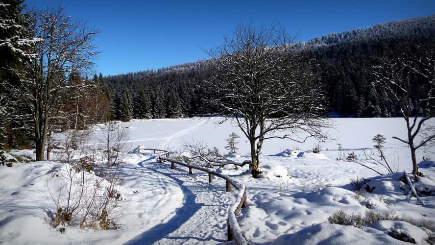 In the Bavarian Forest
