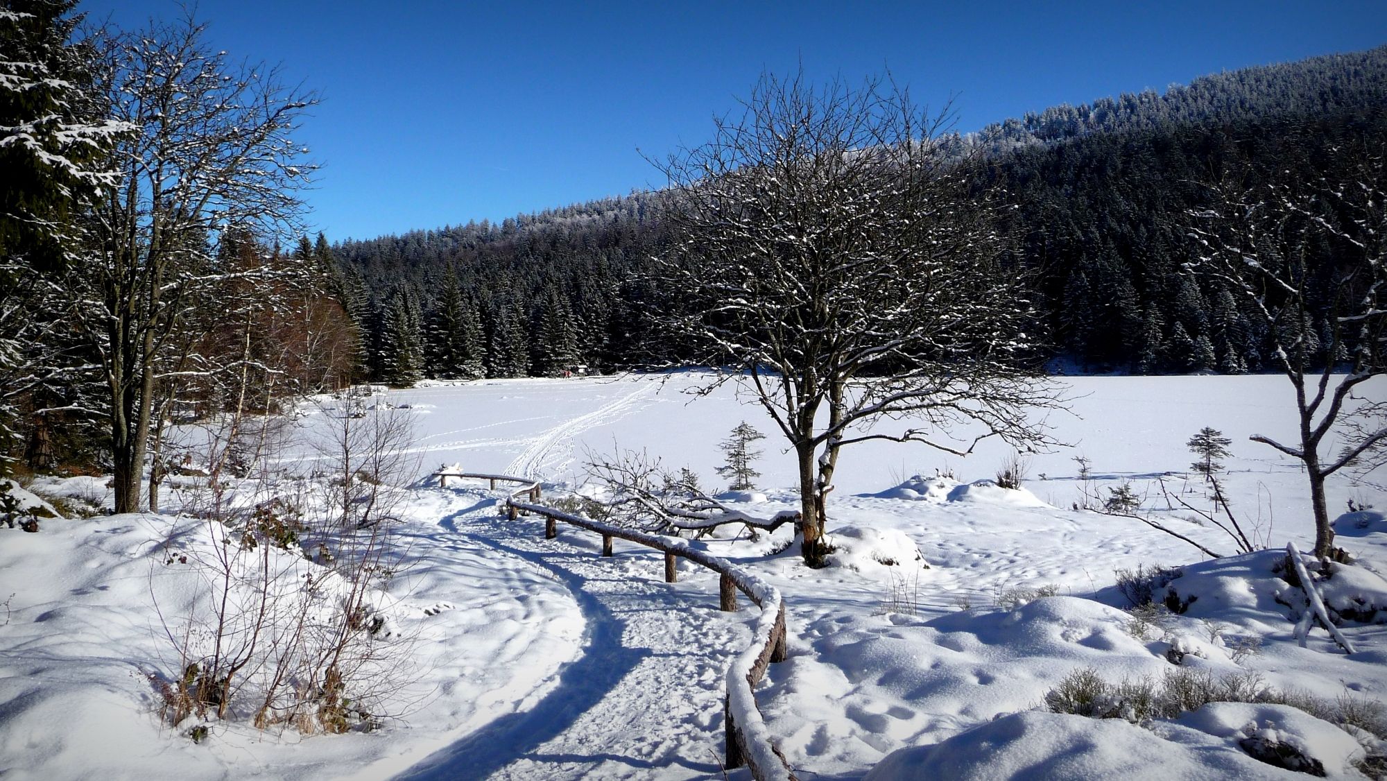 In the Bavarian Forest, Germany
