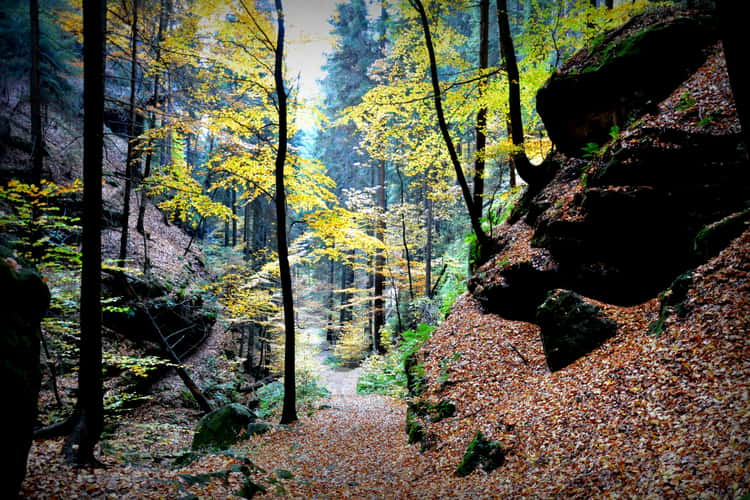 In the Elbsandsteingebirge