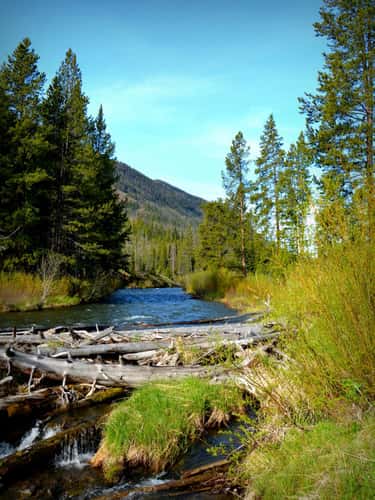 In the Yellowstone National Park