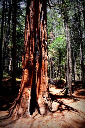 In the Yosemite National Park