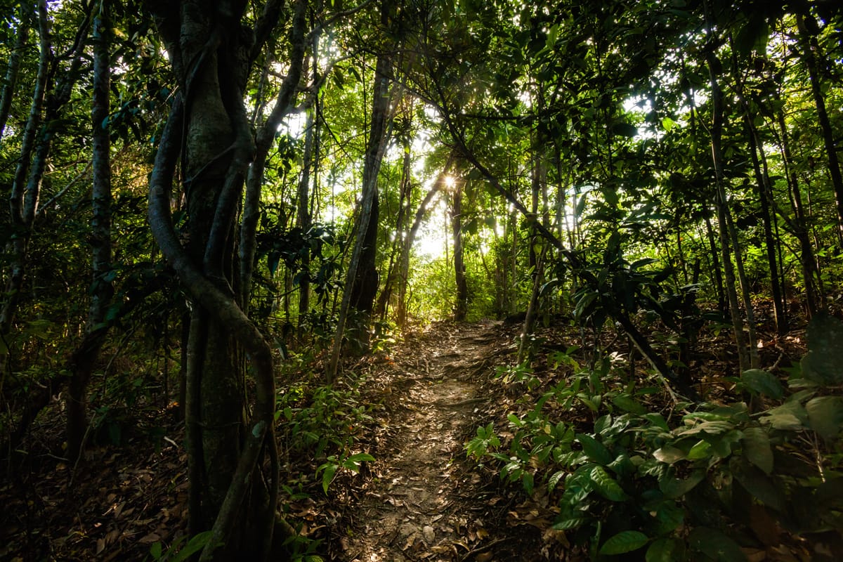 Koh phangan jungle, Thailand