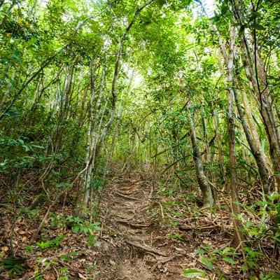 Koh phangan jungle, Thailand