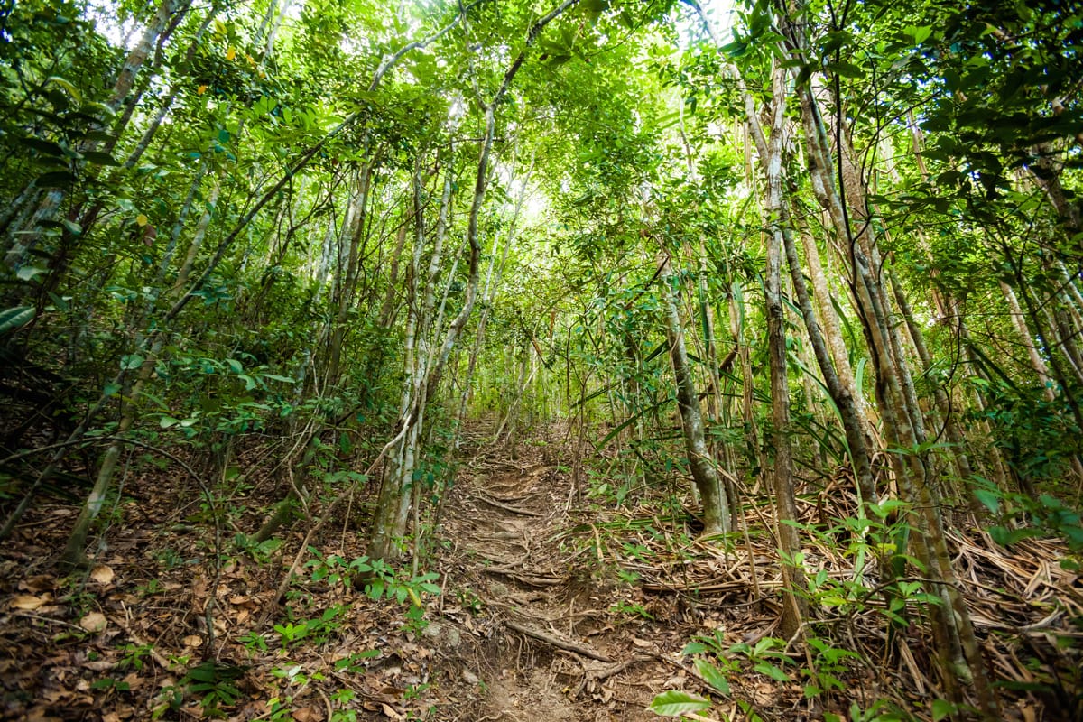 Koh phangan jungle, Thailand