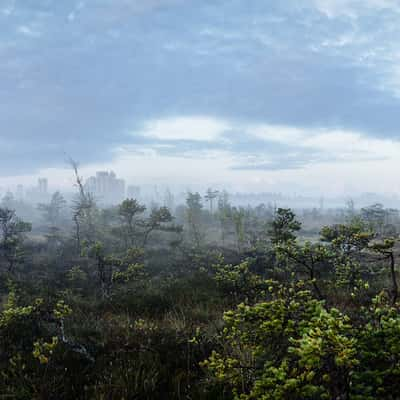 Oil Refinery Swamp, Finland