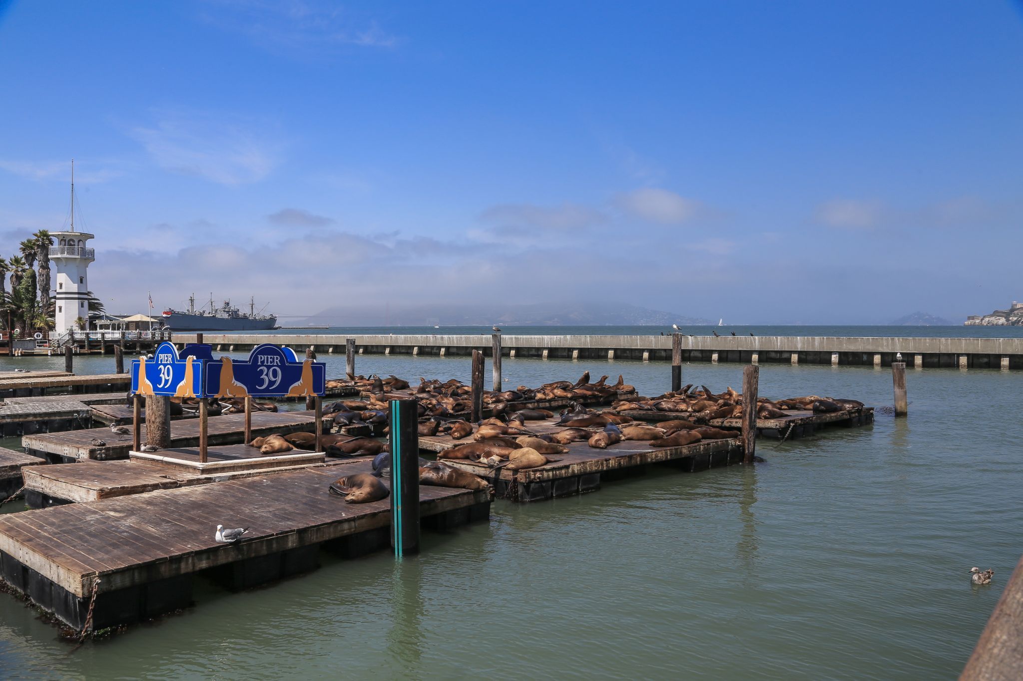 Pier 39, Sea Lion Colony, USA