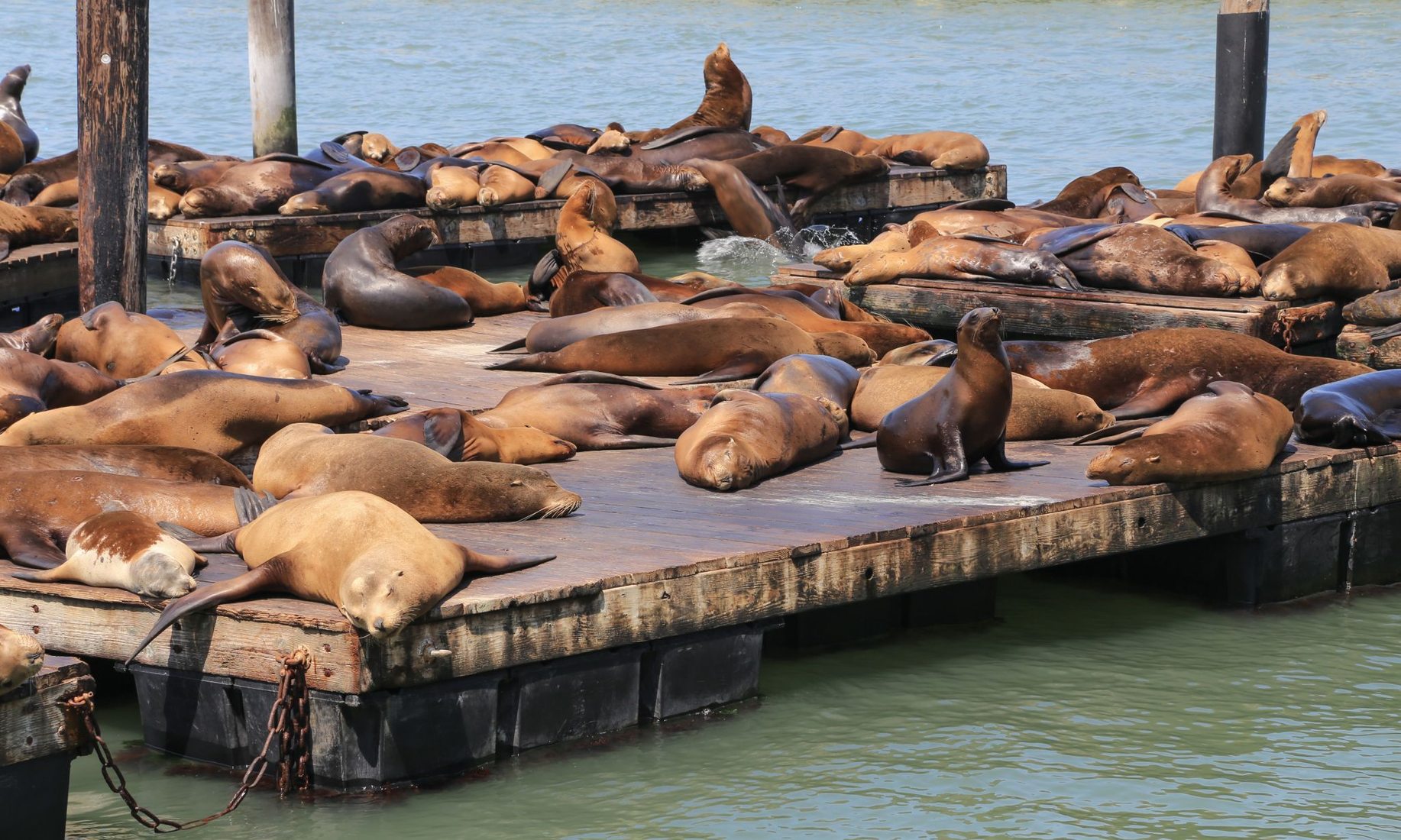 Pier 39, Sea Lion Colony, USA