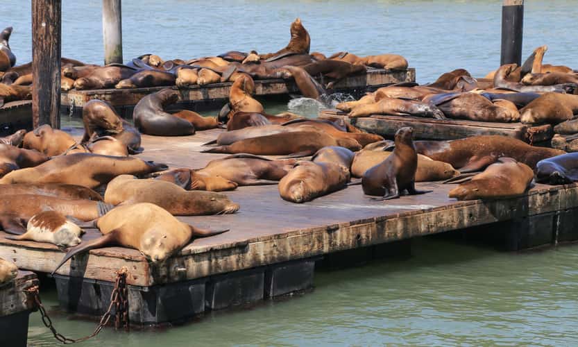 Pier 39, Sea Lion Colony