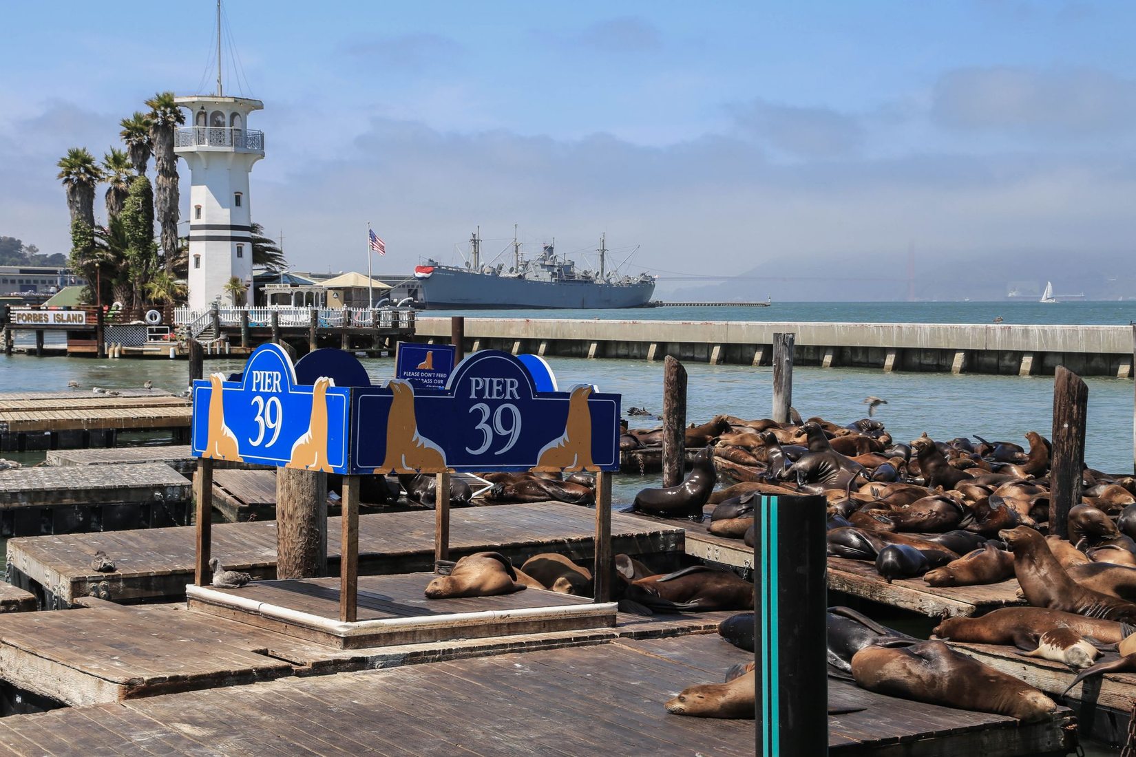 Pier 39, Sea Lion Colony, USA