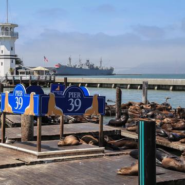 Pier 39, Sea Lion Colony, USA