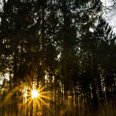 Sunlight sparkling through the forest, Germany