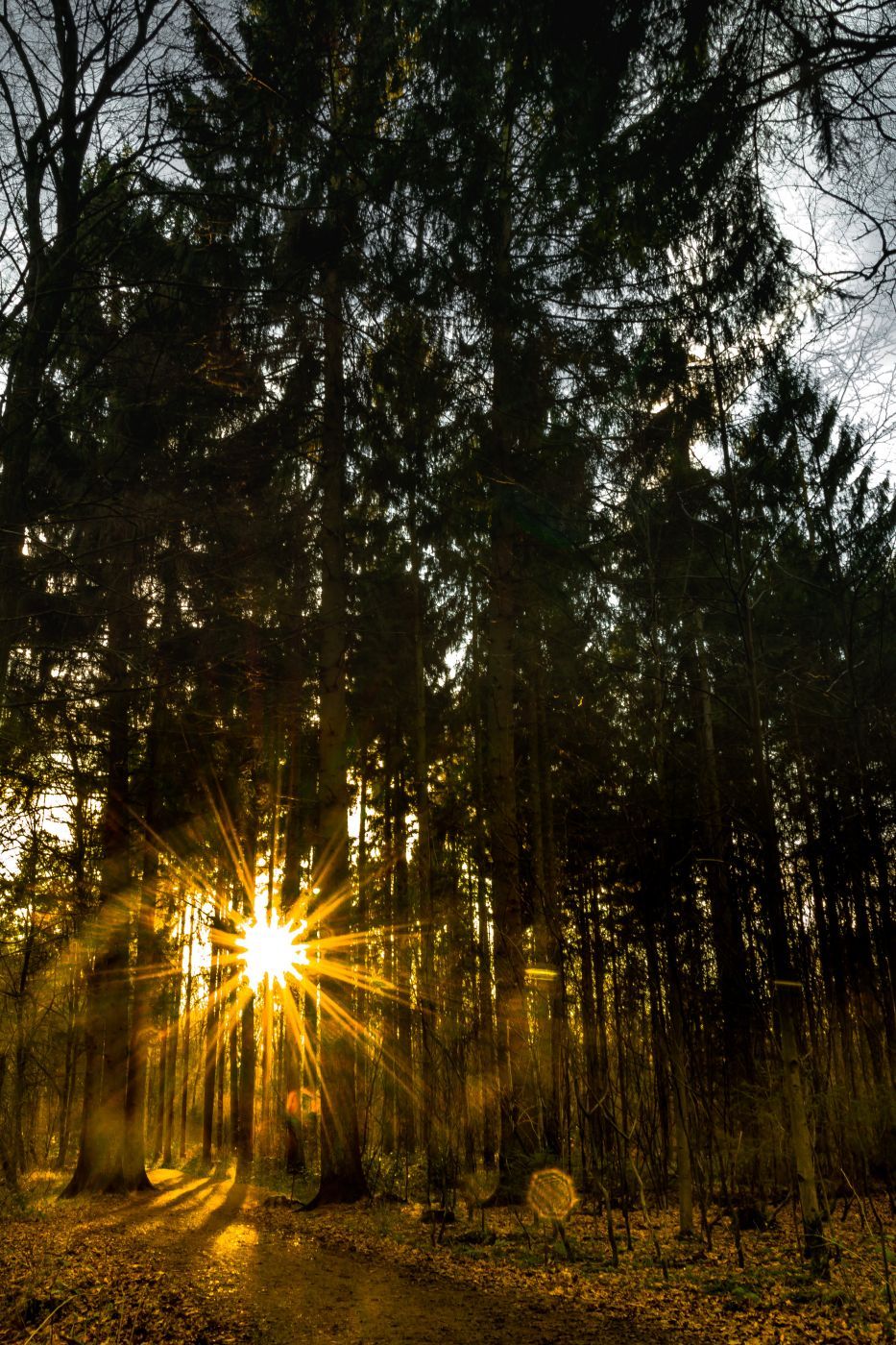 Sunlight sparkling through the forest, Germany