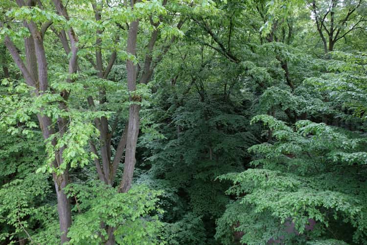 Treetop Walk Hainich