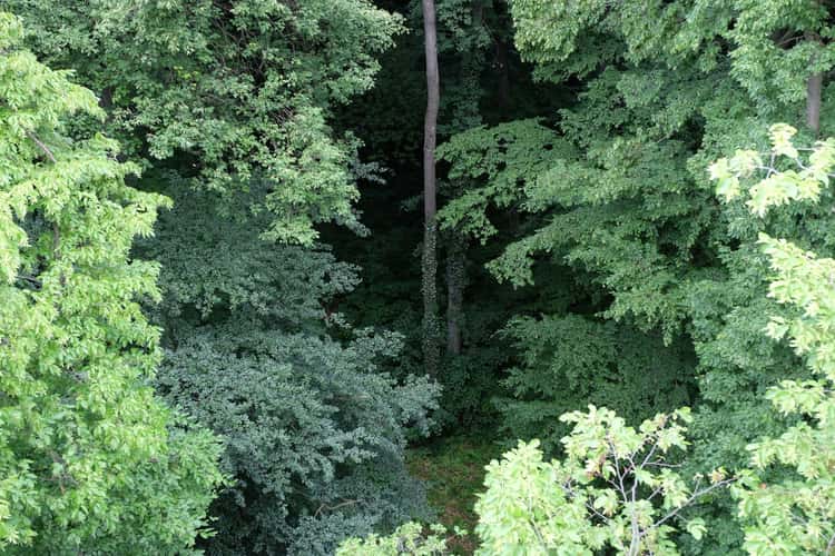 Treetop Walk Hainich