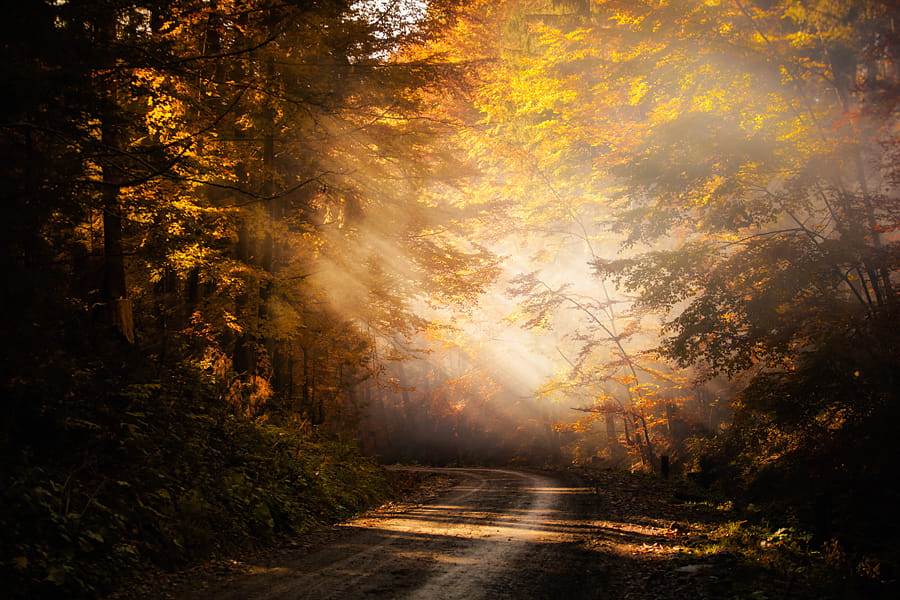Zlatna Huta forest, Poland