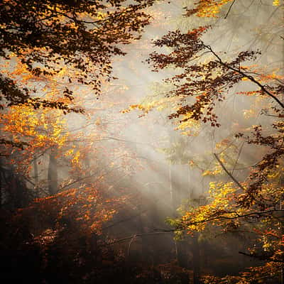 Zlatna Huta forest, Poland