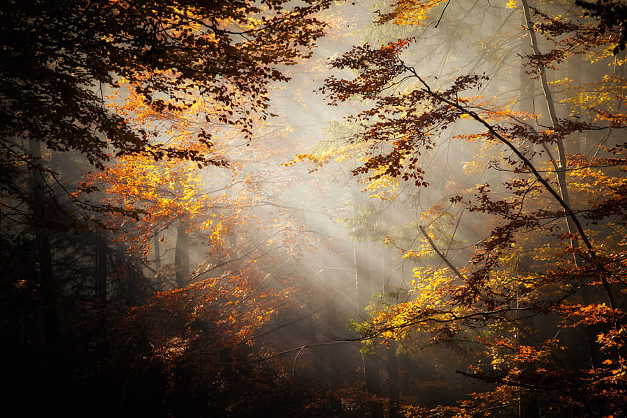 Zlatna Huta forest, Poland