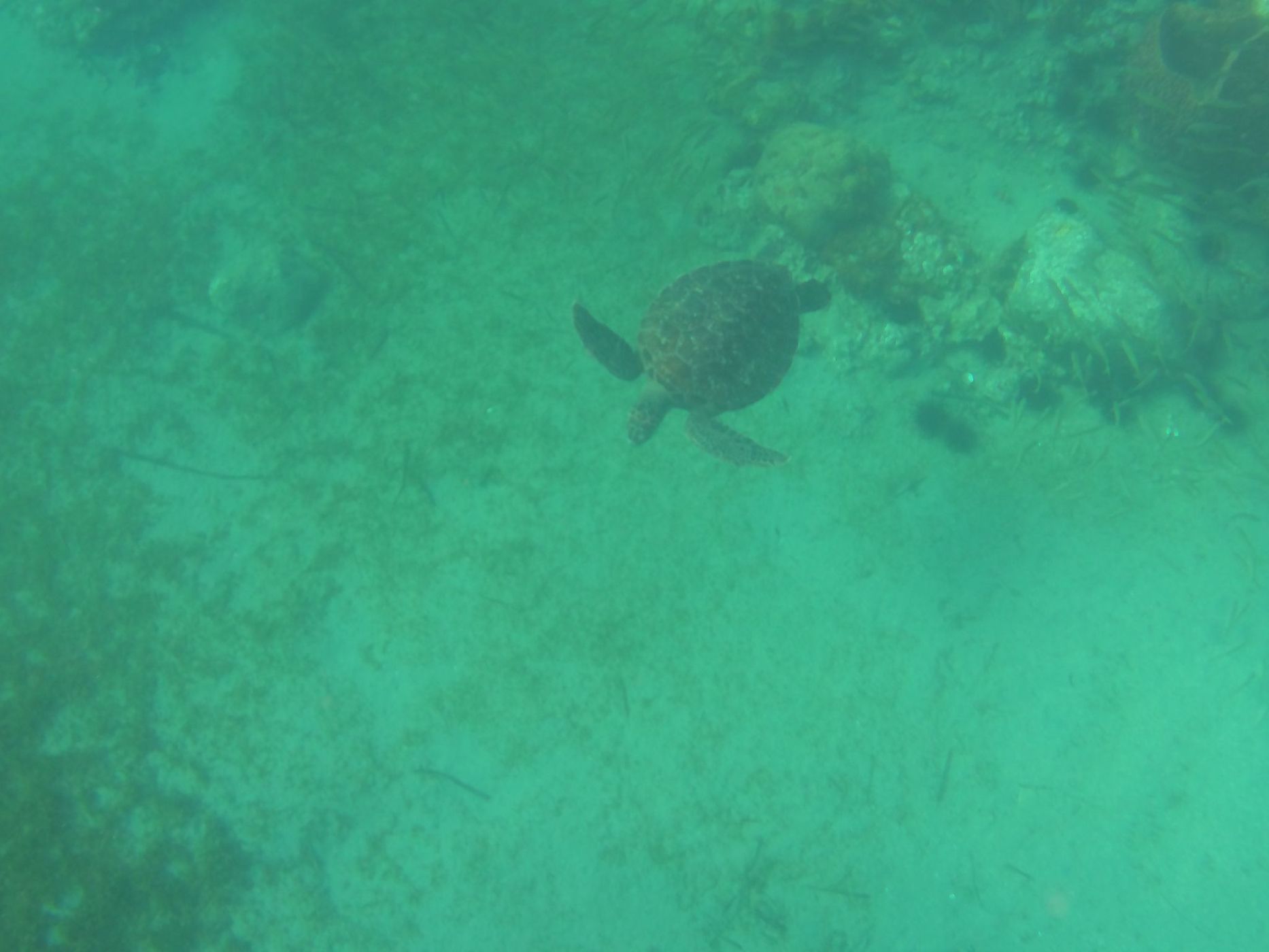 Anse Dufour, Martinique