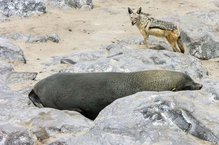 Cape Cross Seal Reserve