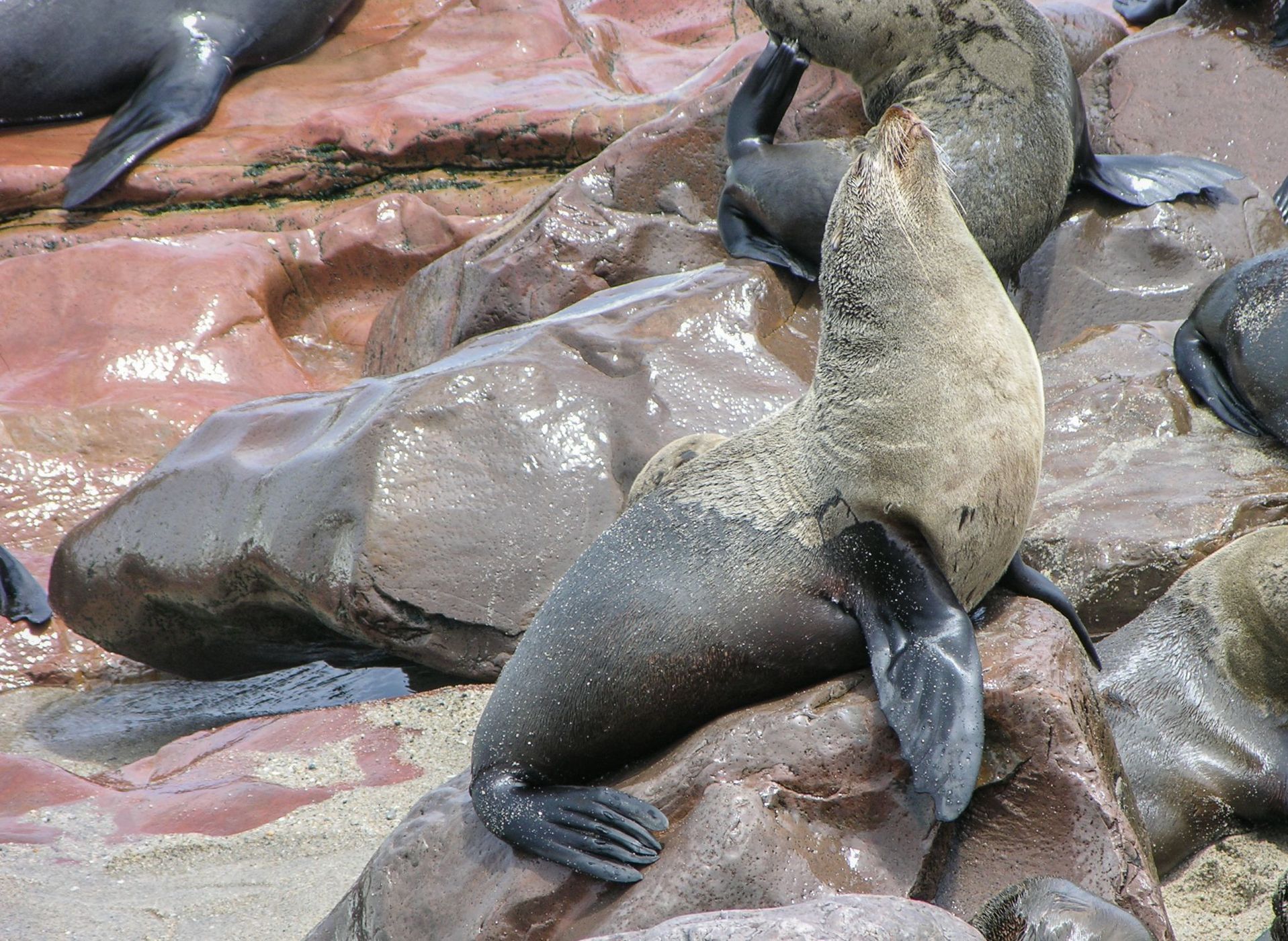 Cape Cross Seal Reserve, Namibia
