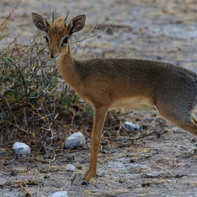 Dik-Dik Drive Etosha, Namibia