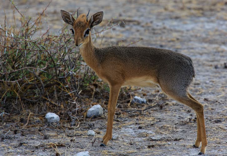 Dik-Dik Drive Etosha