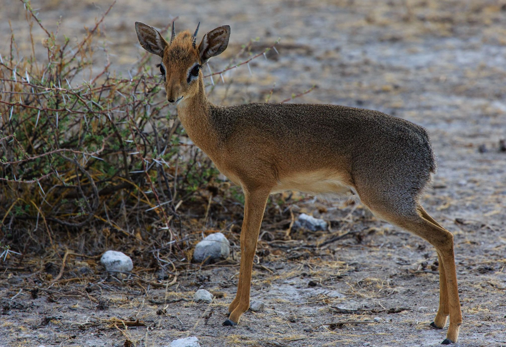Dik-Dik Drive Etosha, Namibia