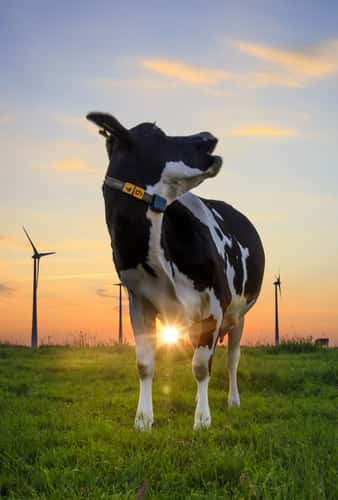 Eastfrisian countryside