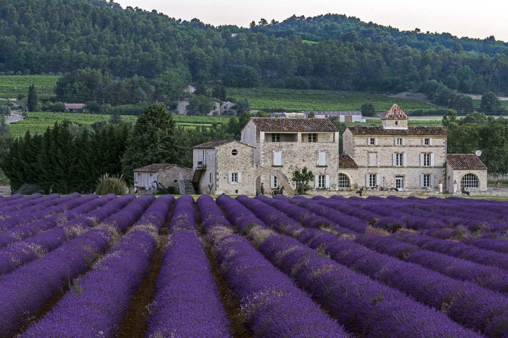 Lavender Fields And The Farmhouse France