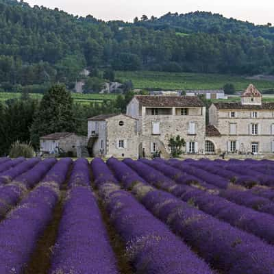 Lavender Fields and the Farmhouse, France