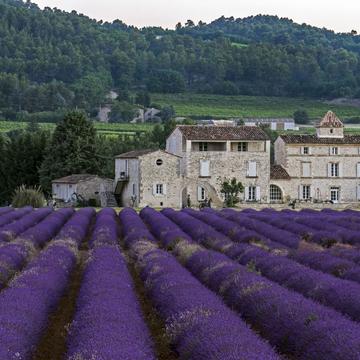 Lavender Fields and the Farmhouse, France