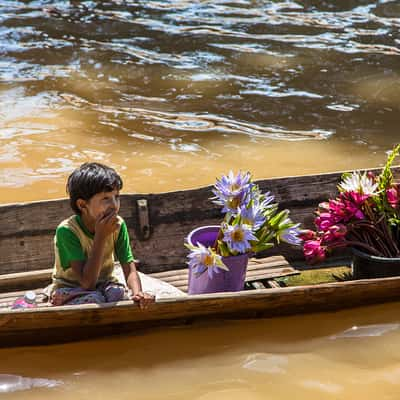 Lotosblumen, Myanmar