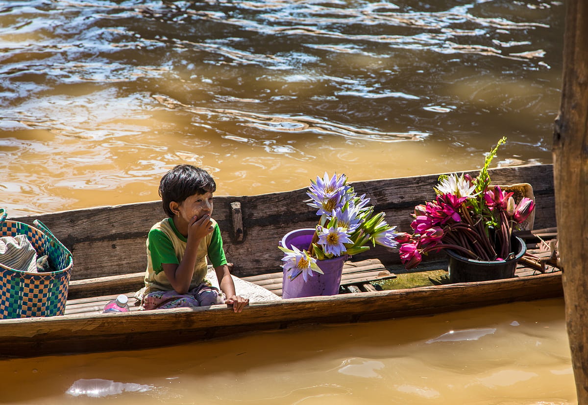 Lotosblumen, Myanmar