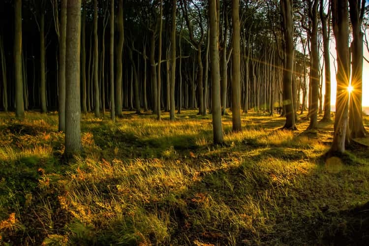 Magic forest