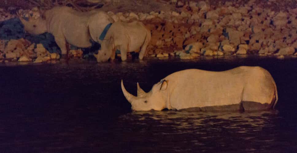 Night at Okaukuejo Waterhole