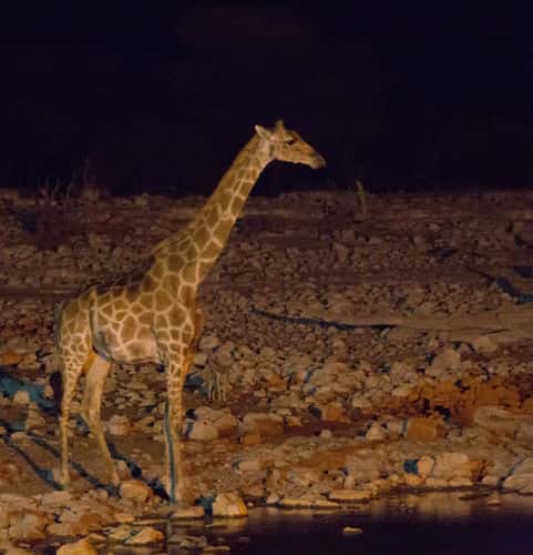 Night at Okaukuejo Waterhole